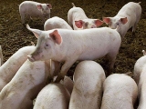 预计后期猪价以震荡调整为主 建议养殖户尽早出栏大猪